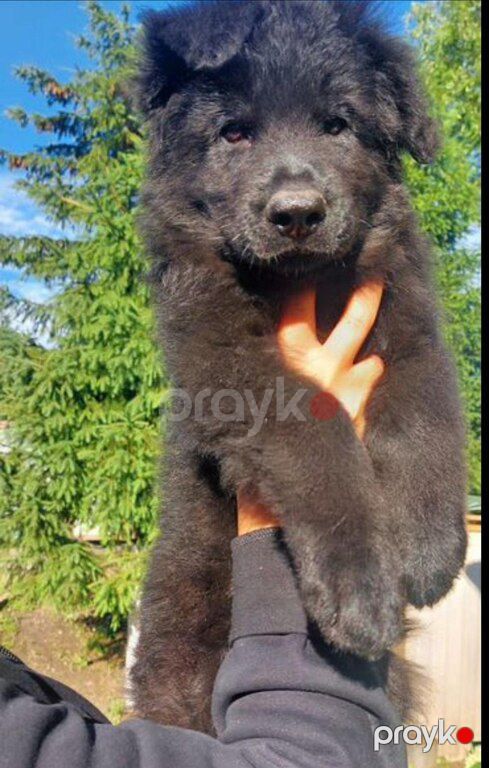 German sheperd — Heyvanlar, Bakı (4)