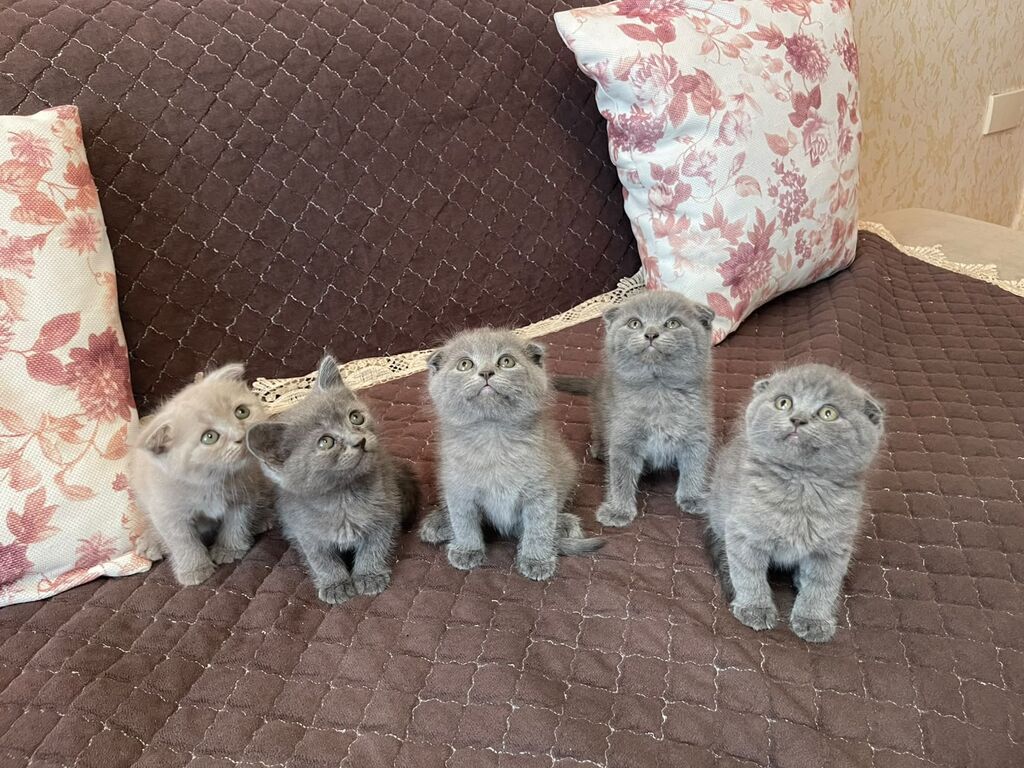 British / Scottish Fold pişikləri — 2-3 aylıq boz balanlar — Şotlandiyalı, Bakı