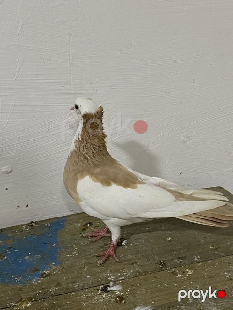 Sarı boynu güllü döşü bağlı Mayadır Kəkilli