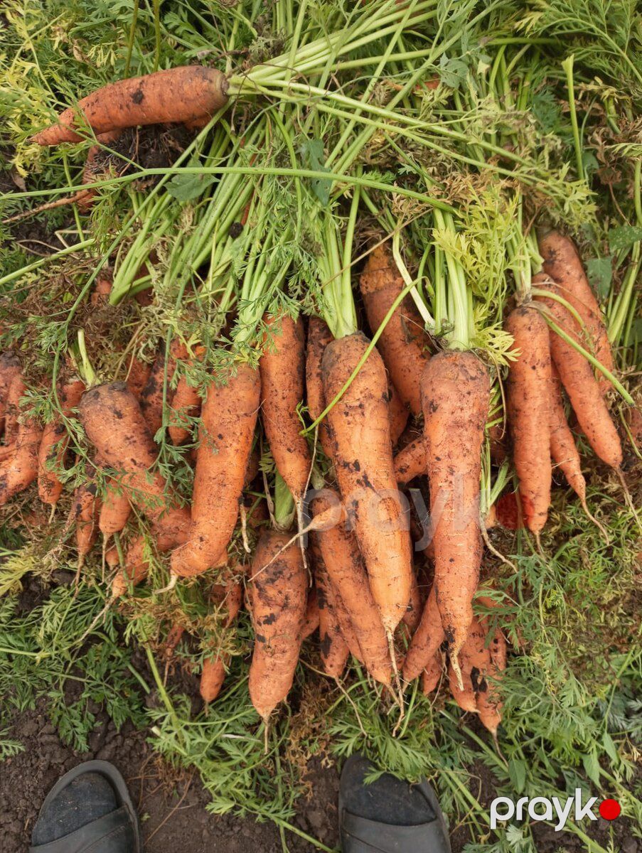 Kök toxumu — Dacha və bağ, Bakı (9)