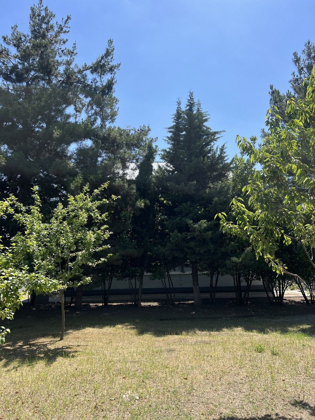 İcarəyə verilir 4 otaqlı həyət evi/bağ evi 120 m² — Ev, villa, İsmayıllı (5)