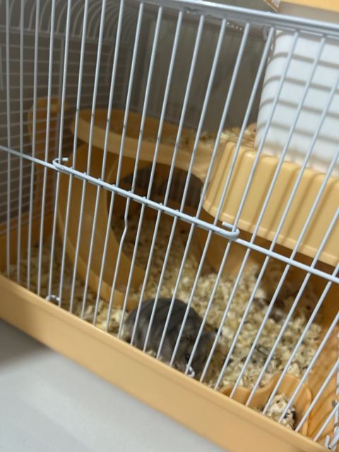 Hamster üçün tam avadanlıqlı qəfəs dəsti çinsi qızdı - Material