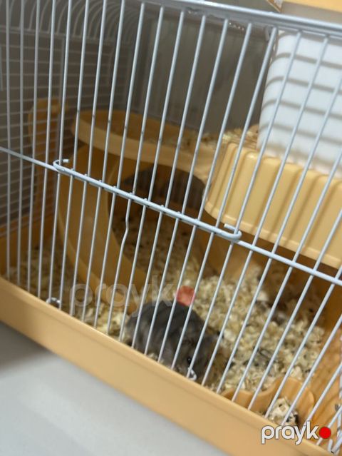 Hamster üçün tam avadanlıqlı qəfəs dəsti çinsi qızdı - Material — Bakı