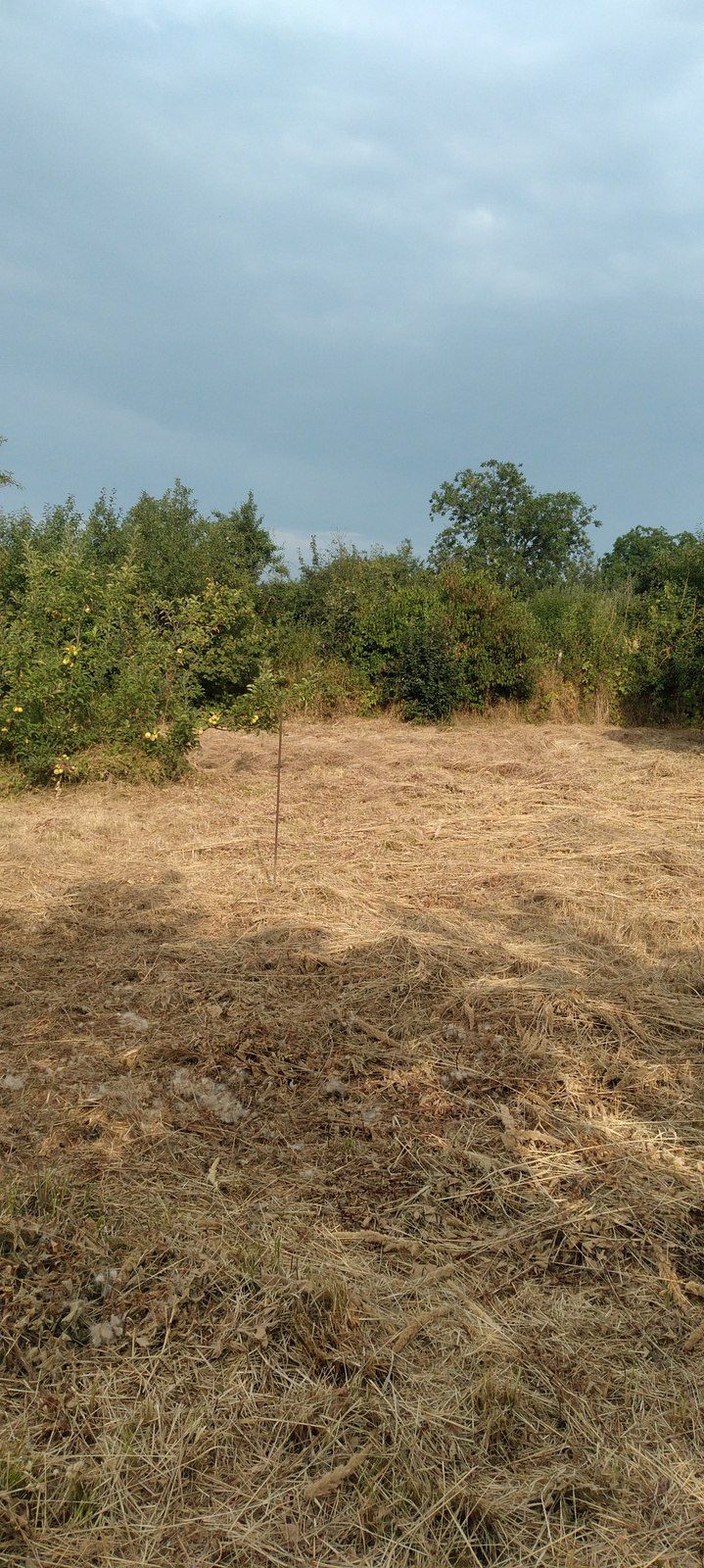 3 sot torpaq sahəsi, Quba r. — Torpaq, Quba (2)