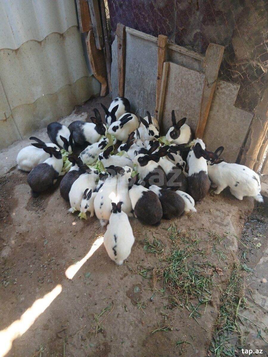 Dovşanlar — Dovşanlar, Sumqayıt (3)