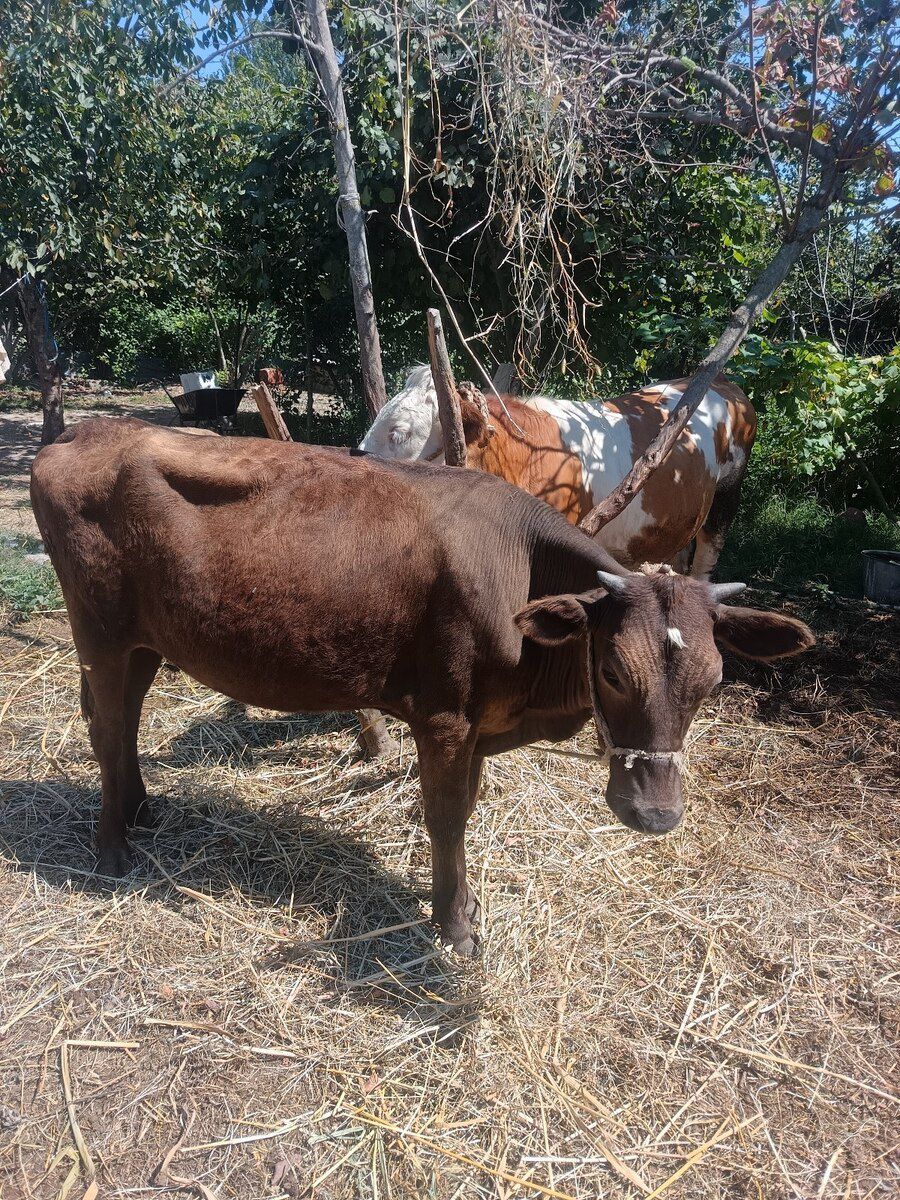 Danalar — Heyvanlar, Xaçmaz (2)