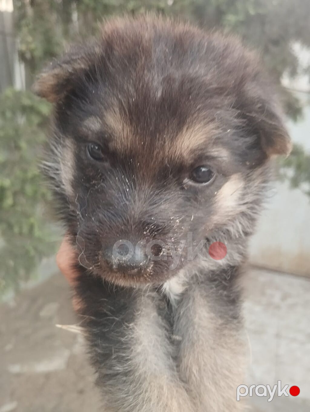 Alman çoban iti, 1 ay, Ünvandan götürmə — Heyvanlar, Digah (3)