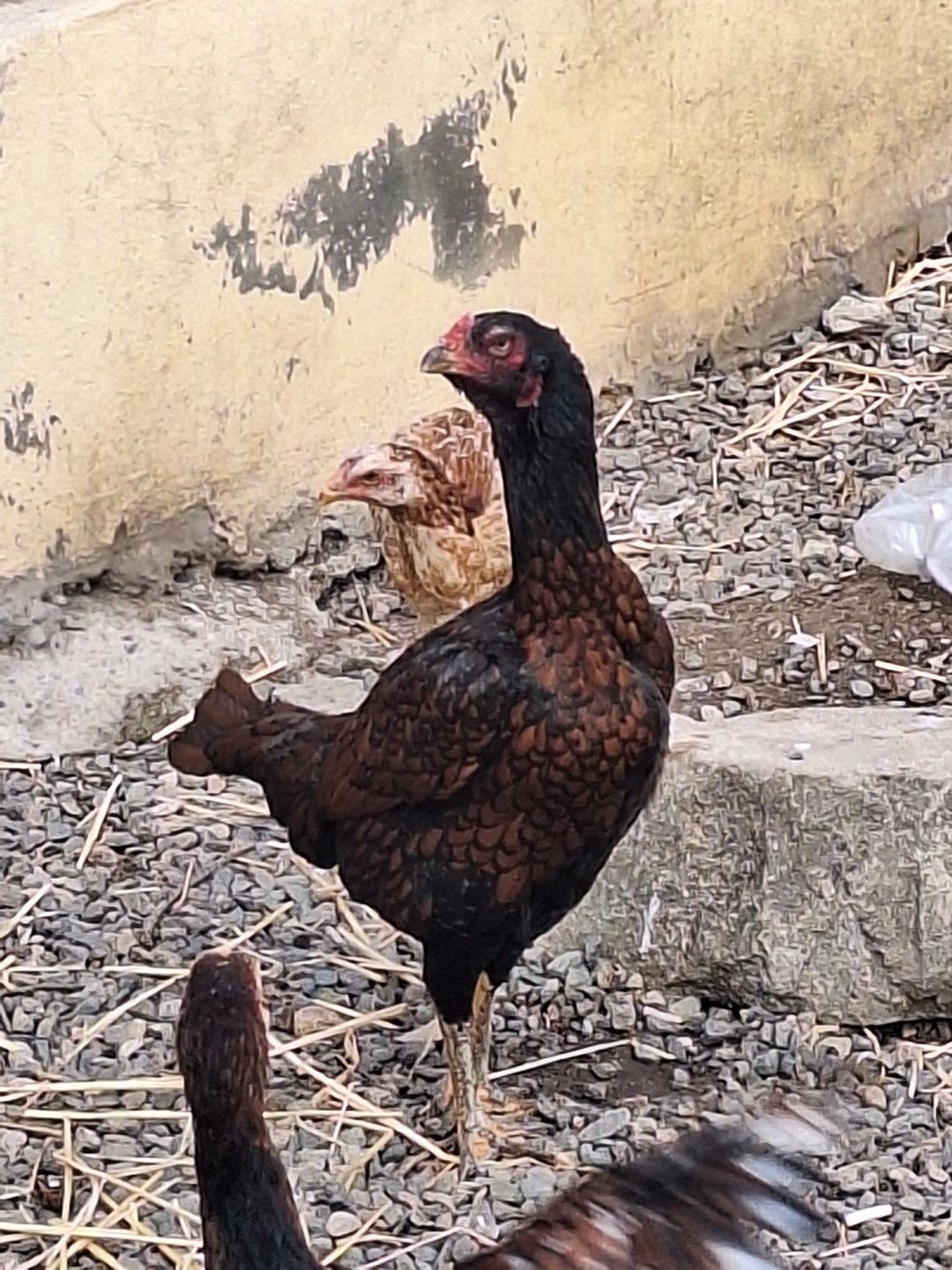 Heyratı fərəsi — Quşlar, Gəncə