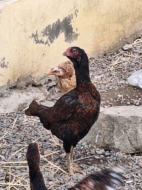 Heyratı fərəsi