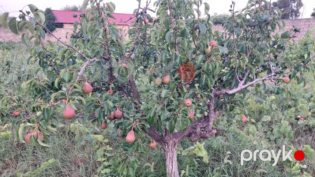 Satılır torpaq 24 sot — Torpaq, Bakı (11)