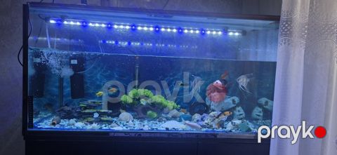 Akvarium 250 litr (23 balıq ilə birlikdə) — 1200 AZN