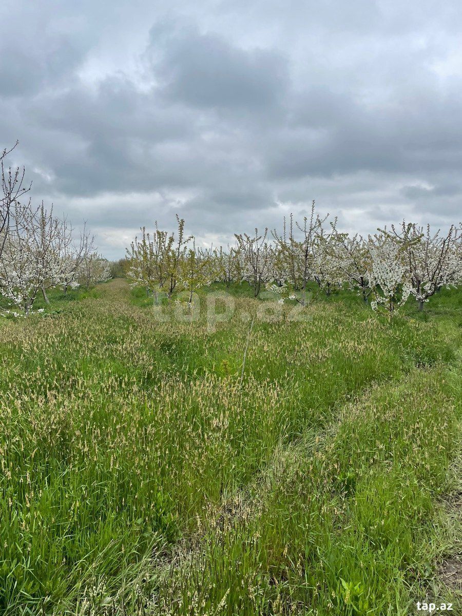 20 sot torpaq sahəsi, Quba r. — Torpaq, Quba (12)