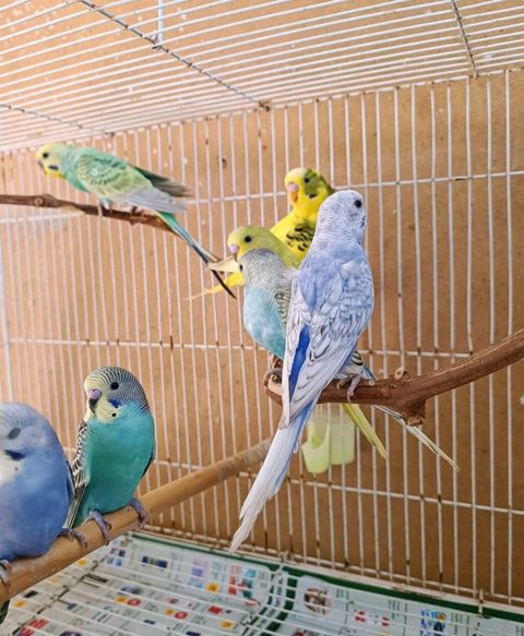 Məhsul: Dalğalı papuqaylar (budgerigar) Xüsusiyyətlər: - Rəng