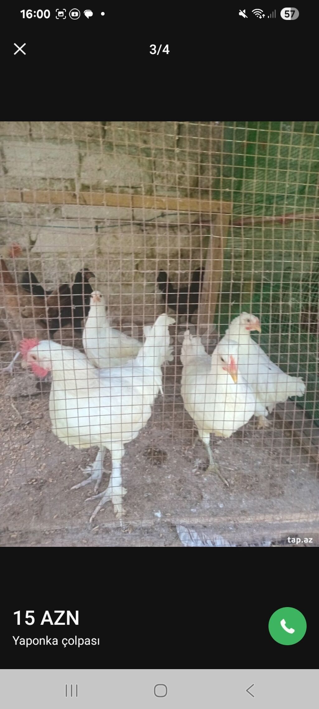 Toyuq, Yumurtalıq