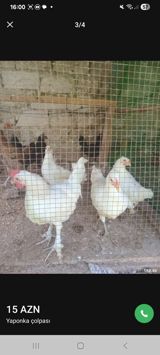 Toyuq, Yumurtalıq — Chickens and roosters
