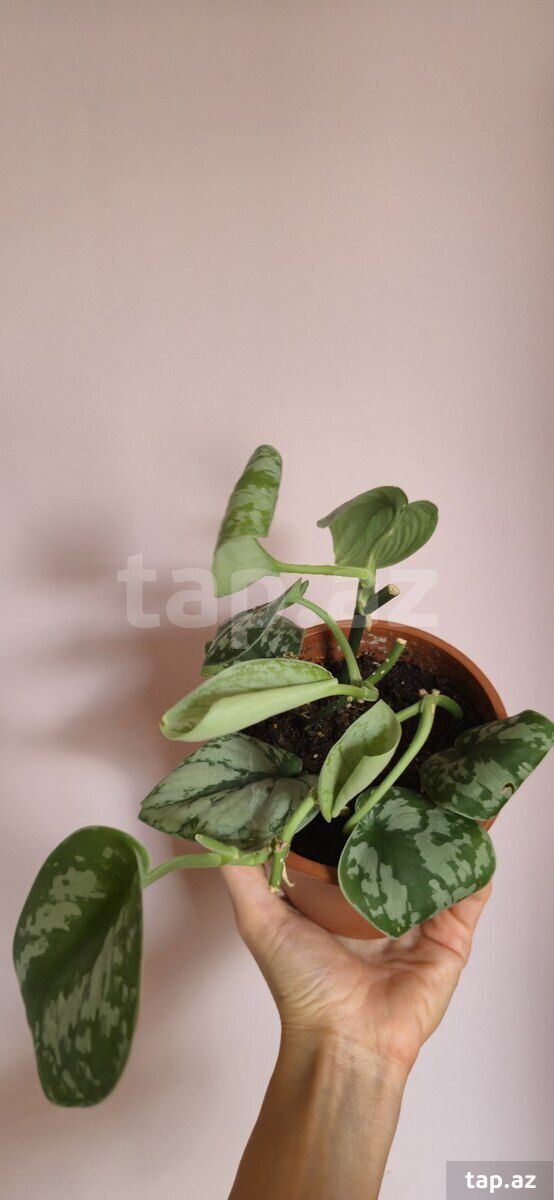 Scindapsus exotica — Bitkilər, Sumqayıt (5)