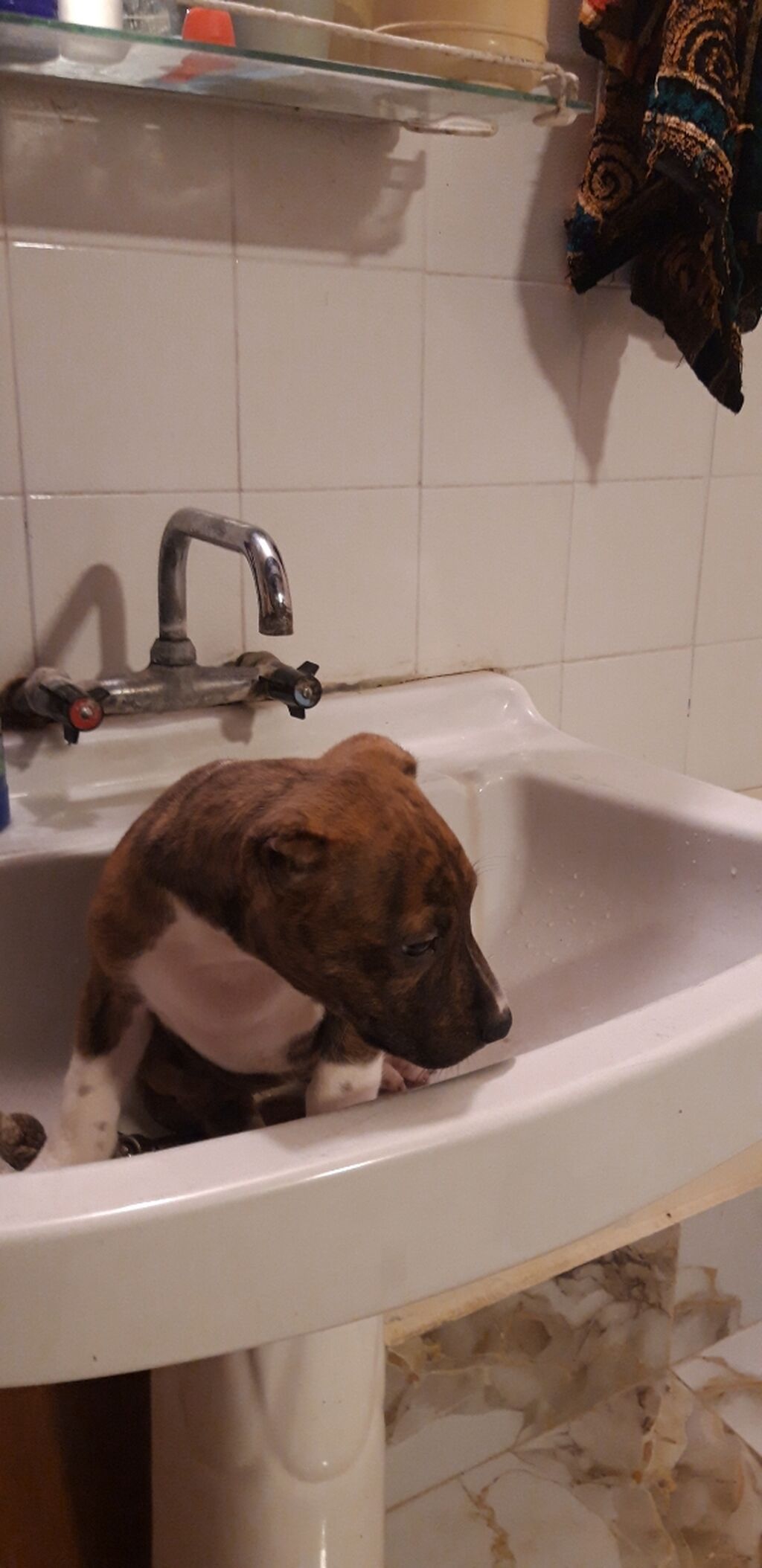 Pitbul, 2 ay, Dişi, Peyvəndli