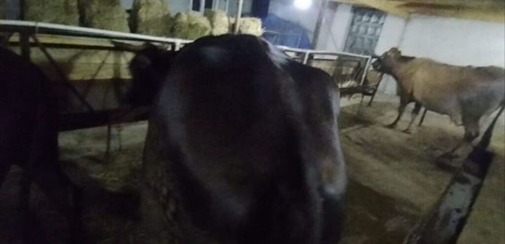 Inək 2 gi qarın kısırdı Sağlamdır problemi yoxdur 4 yaşı var — Digər heyvanlar, Goranboy (3)