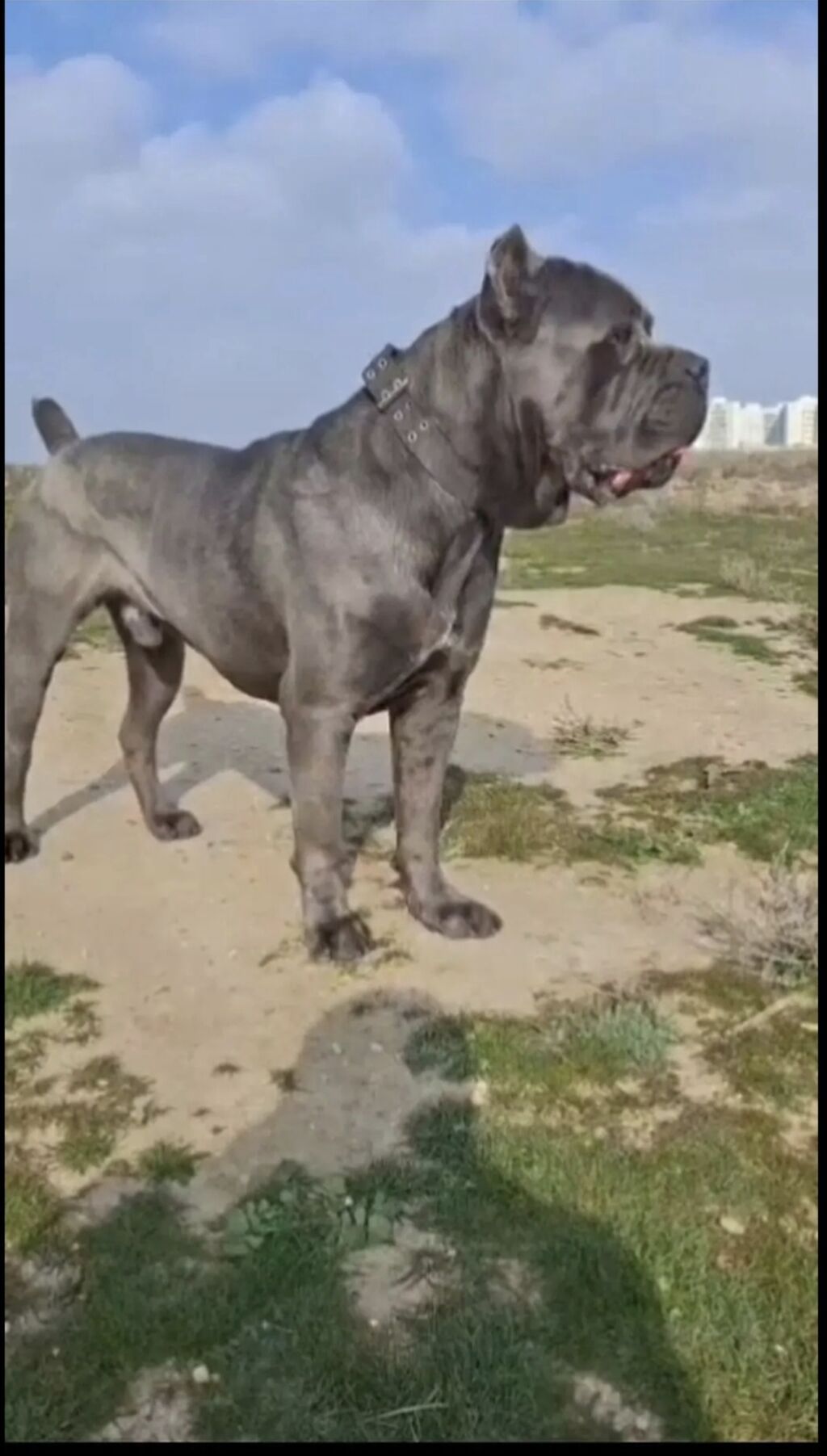 Kane-Korso, 2 il, Erkək