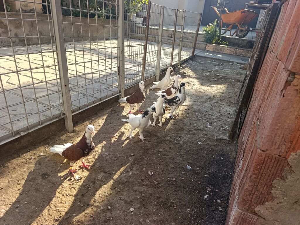 Məhsul: Göyərçinlər – fərqli rəng və naxışlarda dekorativ/oyunçu — Quşlar, Masazır (3)