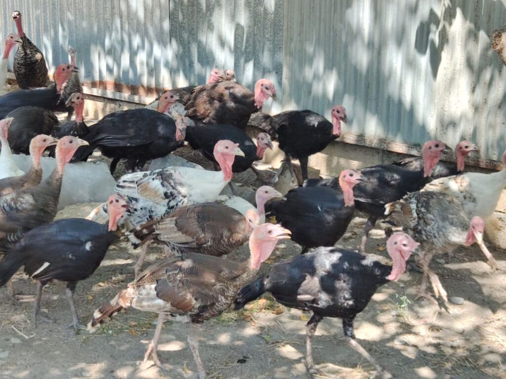 Erkək, Kanada, Ətlik, Ödənişli çatdırılma — Heyvanlar, Bərdə (2)