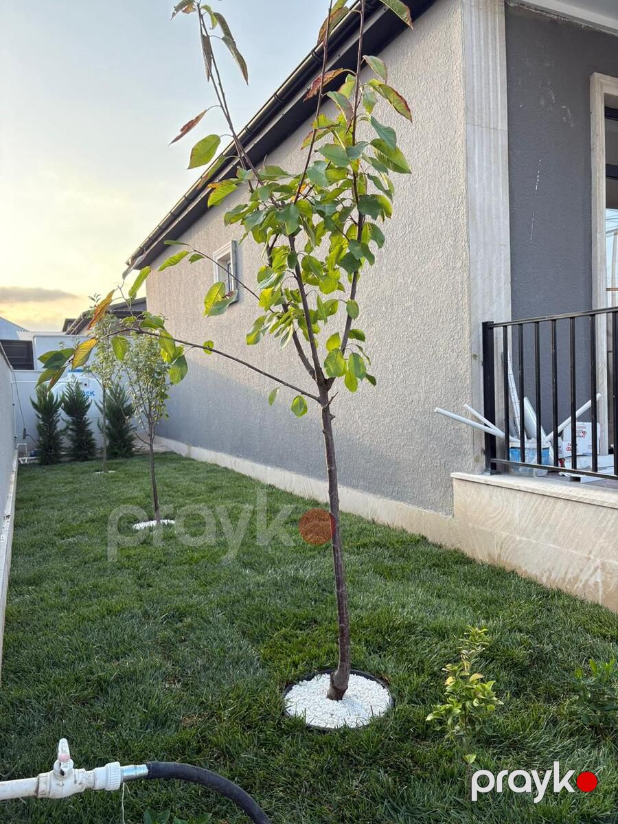 Satılır 4 otaqlı həyət evi/bağ evi 136 m² — Ev, villa, Bakı (6)