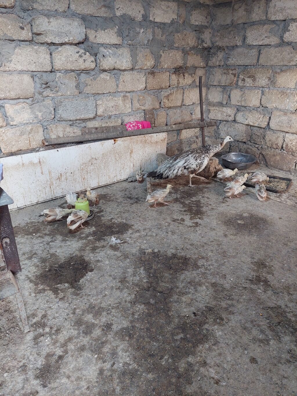 Salam tovuzquşu balalari satilir. 1 ededi 40 manata — Quşlar, Mingəçevir
