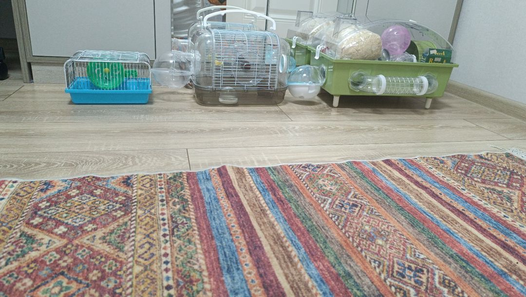 Dağsiçanı qəfəs dəsti — Heyvanlar, Sumqayıt