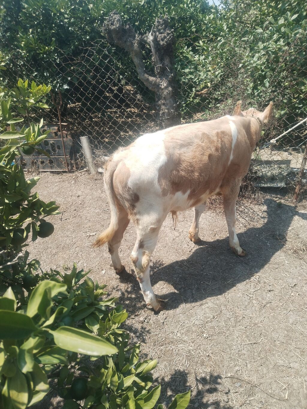 4 aylıq erkək, şarol — Heyvanlar, Astara (2)