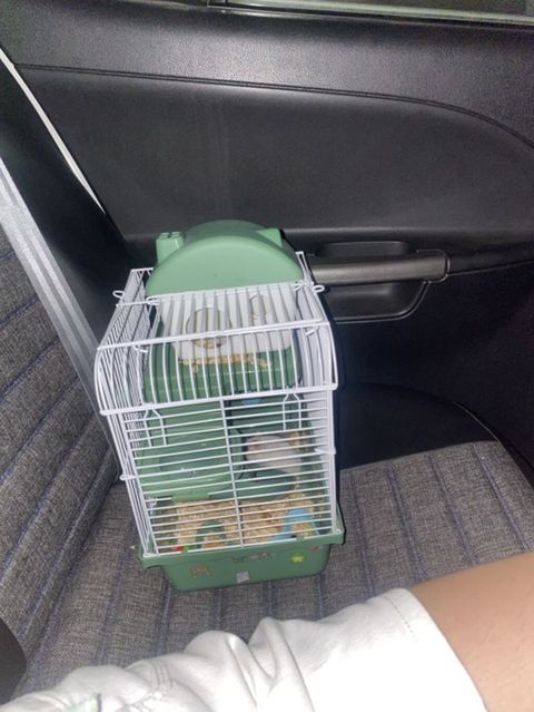 İki ədəd hamster satlr .Biri ağ,biri boz.Ustundə ikimərtəbəli