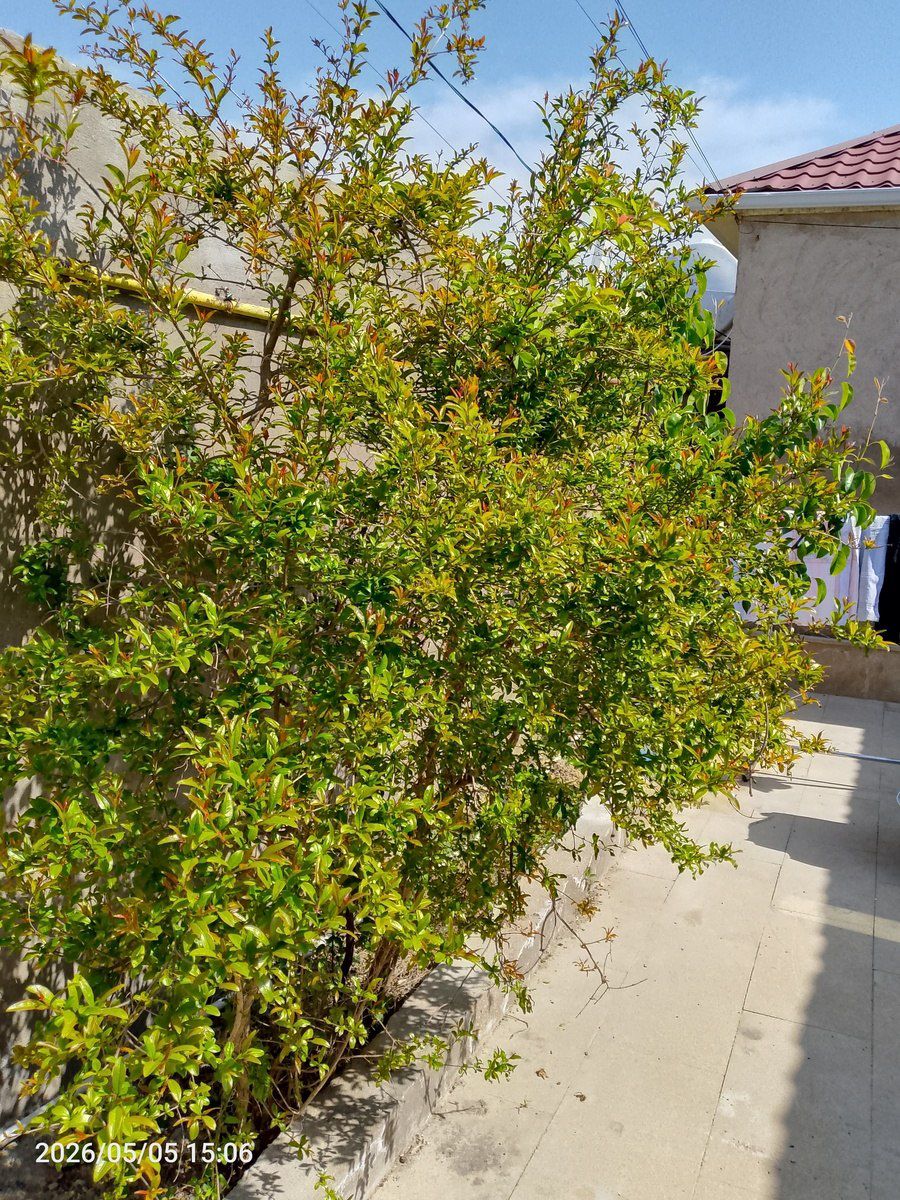 Satılır 3 otaqlı həyət evi/bağ evi 90 m² — Ev, villa, Bakı (3)