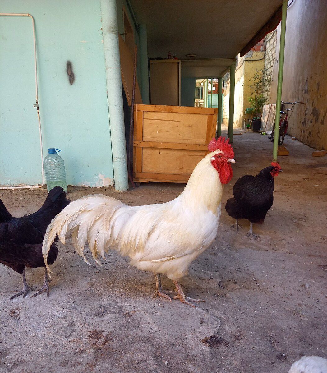 Avstralorp xoruzu — Toyuq və xoruz, Bakı (3)