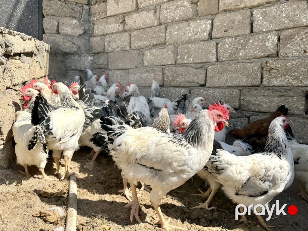 5 Ay Yarımlıq Xoruzlar. 30 Ədəd 5 Ay 10 Günlük Fərələr. Fərələr — Heyvanlar, Digah (9)