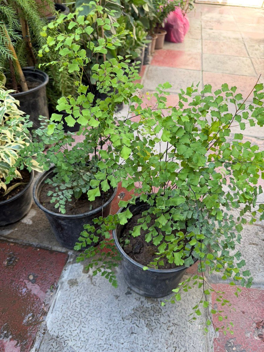 Adiantum — Bitkilər, Bakı