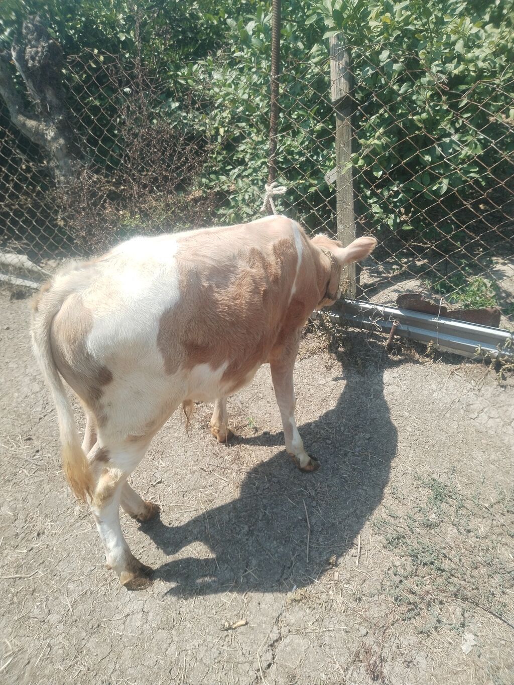 4 aylıq erkək, şarol — Heyvanlar, Astara (4)