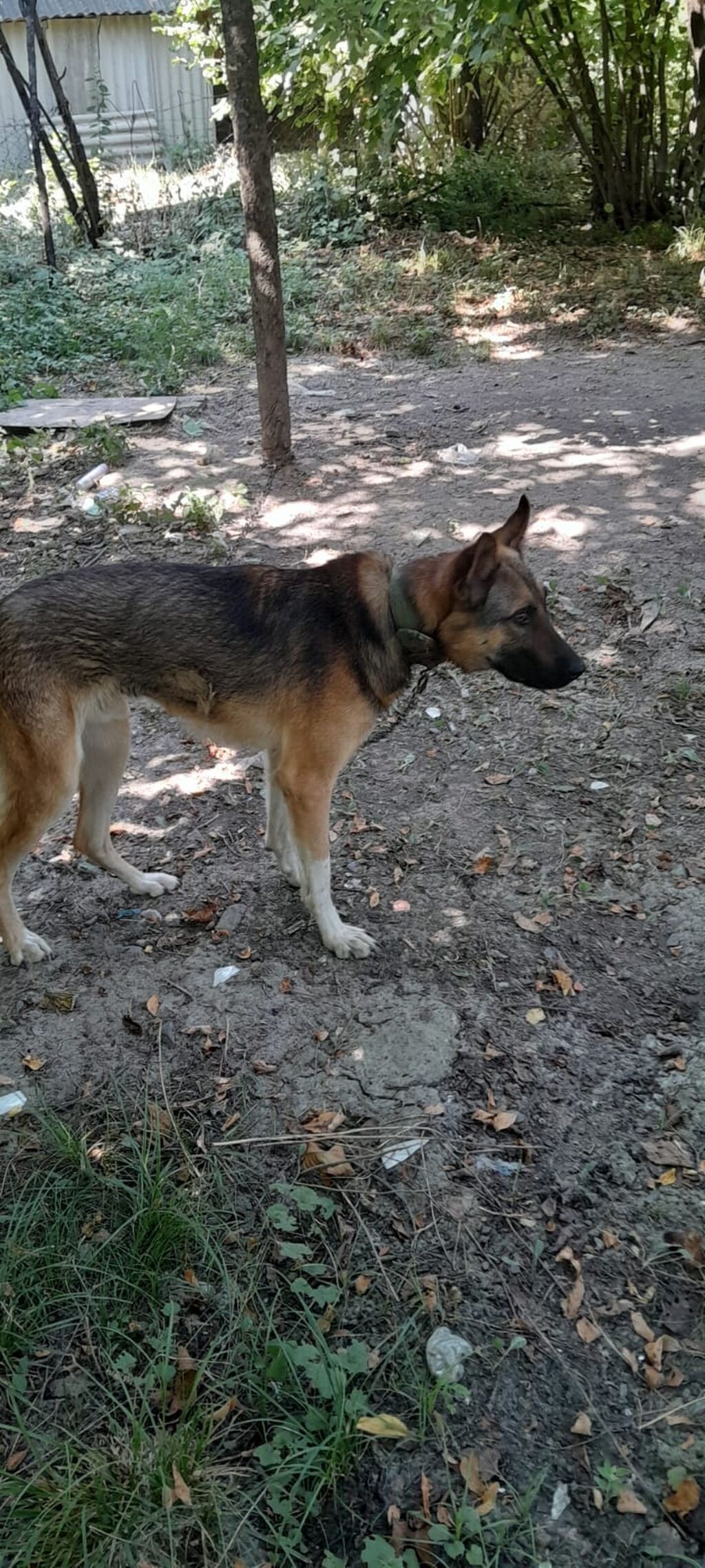 8 ay, Erkək, Ünvandan götürmə
