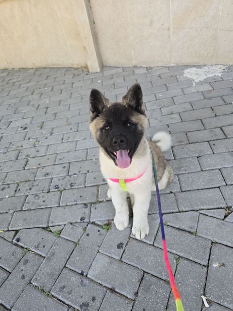 Amerikan Akita balası - Cins: Amerikan Akita (təmiz cins görkəm) -