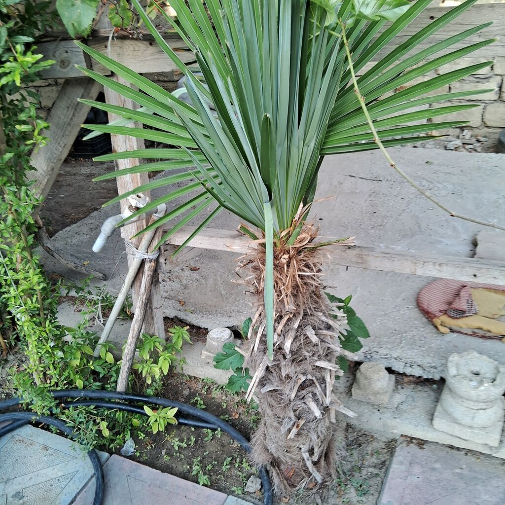 Yelpək yarpaqlı palma ağacı – Trachycarpus fortunei (Həştərxan/Çin — Bitkilər, Masazır (2)