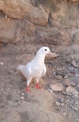 Dunen tutulub erkey qiymet sondu — Elanin Sahibi — Birds