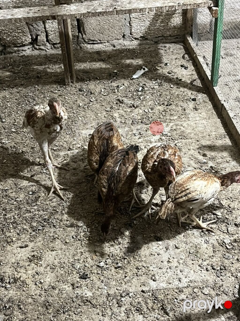 Heyratılardır. 5 ədəddir. Real alıcılar yazsin — Heyvanlar, Digah (4)