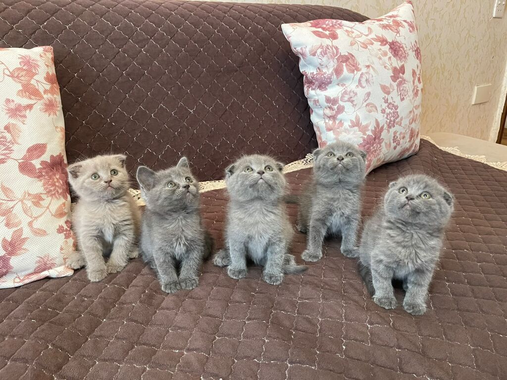 British / Scottish Fold pişikləri — 2-3 aylıq boz balanlar — Şotlandiyalı, Bakı (3)
