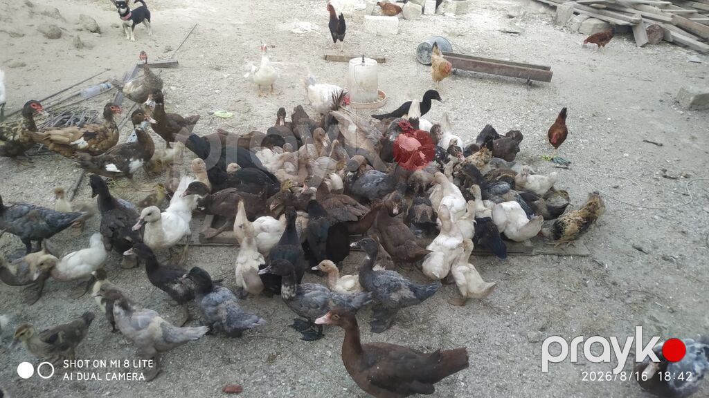 Salam teserufatda her sort lal ordeylerimiz var 5 gunlukden 1 iline — Digərləri, Digah (9)