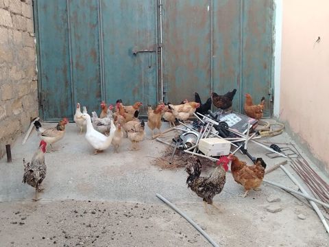 Toyuqlar saglamdi masallah qəsəngdiler yumurtalayirlar