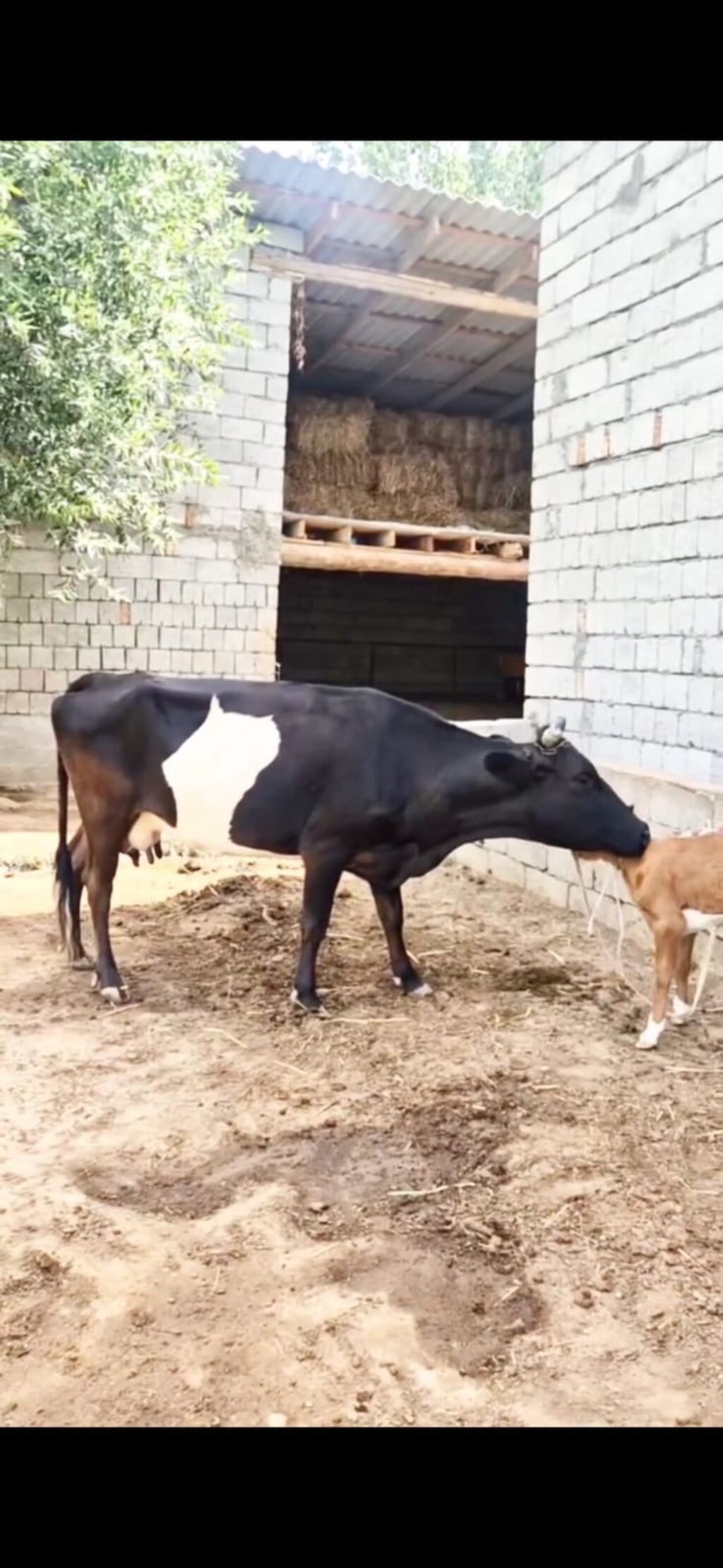 Satılır inək və yanında bala. Qara-ağ rəngli, süd istiqamətli — Heyvanlar, İsmayıllı (5)