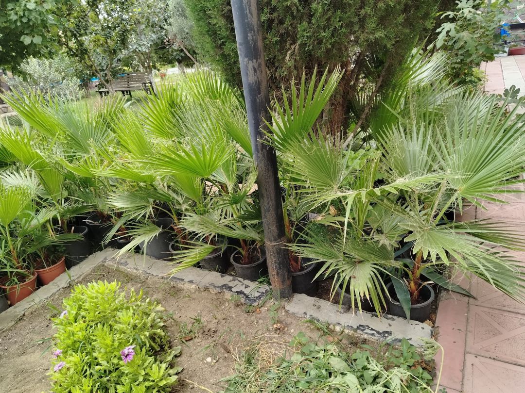 Palma ağacı — Bitkilər, Bakı (5)
