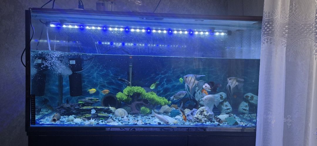 Akvarium 250 litr (23 balıq ilə birlikdə) — 1200 AZN — Akvariumlar və balıqlar, Sumqayıt (2)