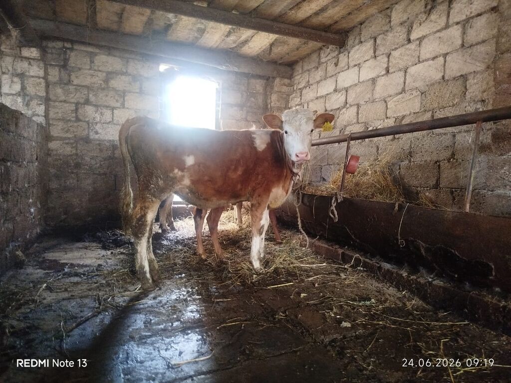 Dana, buzov, Dişi, Simental, ay: 6, Damazlıq — Heyvanlar, Quba