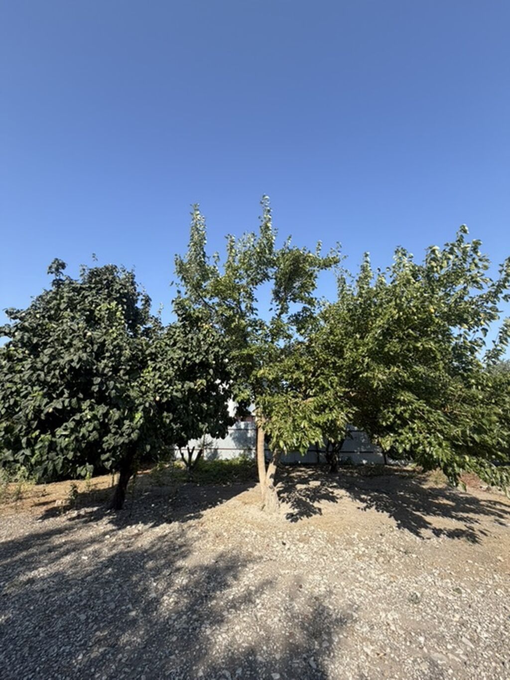 25 sot, Tikinti, Mülkiyyətçi, Kupça (Çıxarış) — Torpaq, Xaçmaz (9)