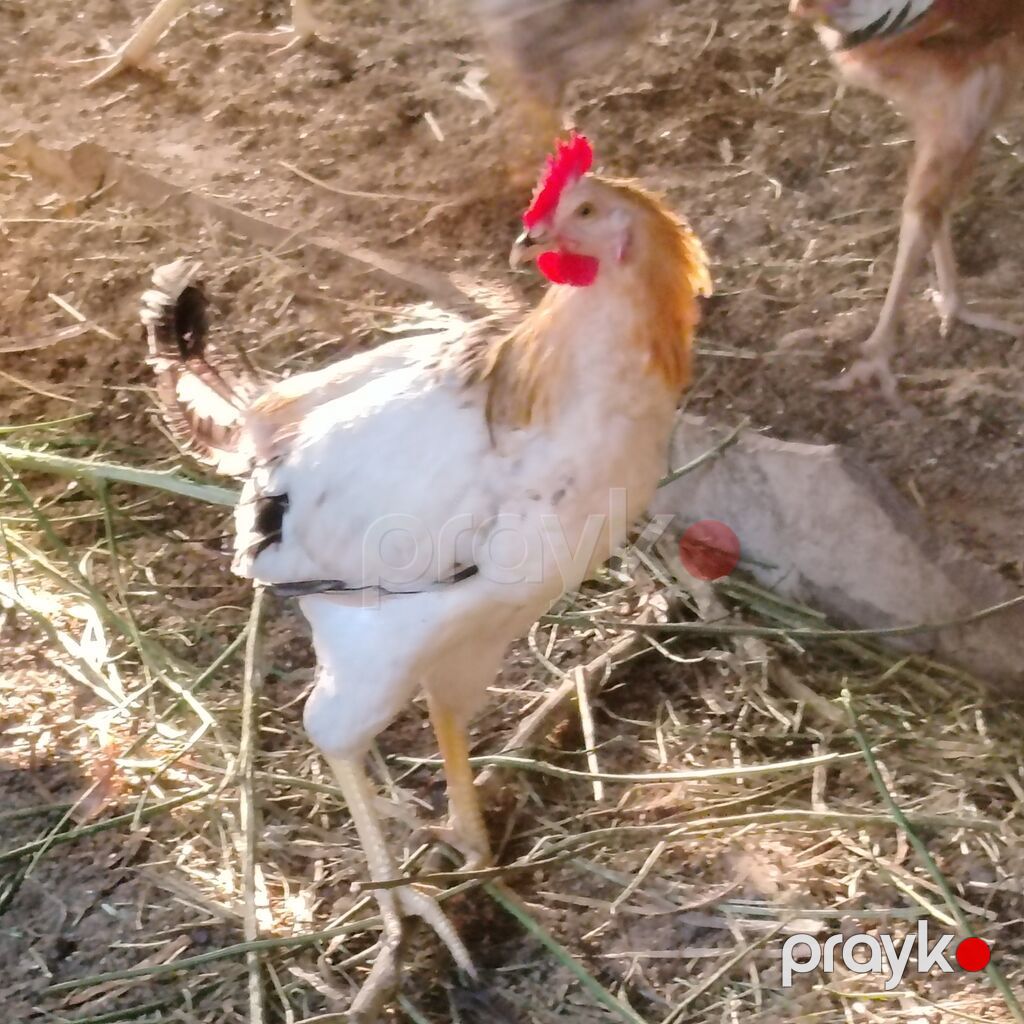 Qarışıq yerli toyuq və xoruz sürüsü - Cinslər: yerli qarışıq (ağ — Heyvanlar, Digah (7)