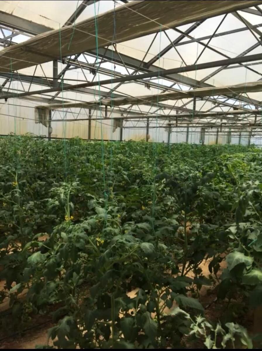 Satılır obyekt 3000 m² — Əmlak, Bakı (4)
